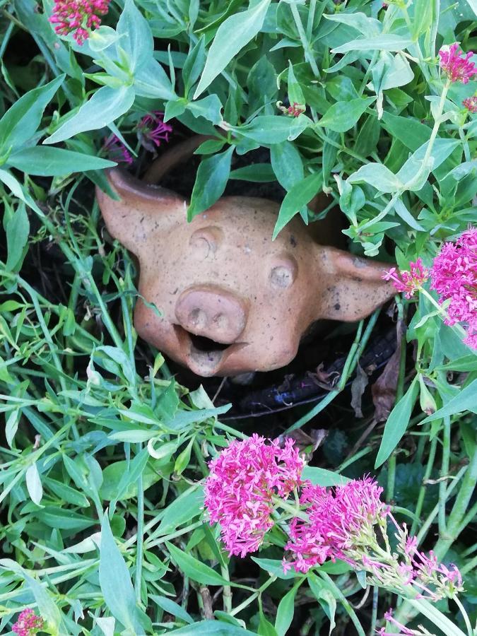 Au Cochon Qui Rit Appartement Flines-Les-Mortagne Buitenkant foto